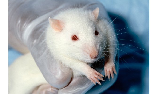 Charities lobby New Zealand government to ban animal testing