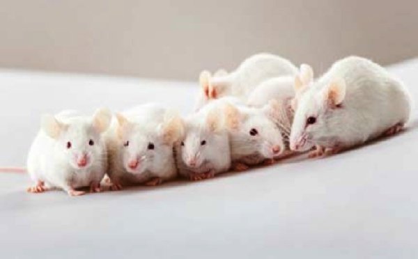 Animal testing banned in South Korea