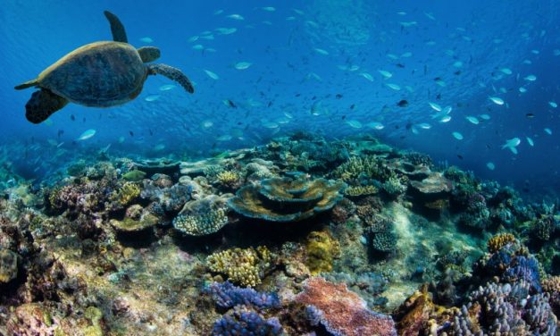 Garnier partners with Great Barrier Reef Foundation