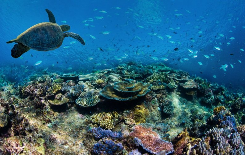Garnier partners with Great Barrier Reef Foundation