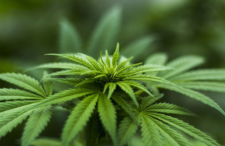 Malta becomes first EU nation to legalize Marijuana